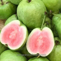 ổi ruby ruột đỏ