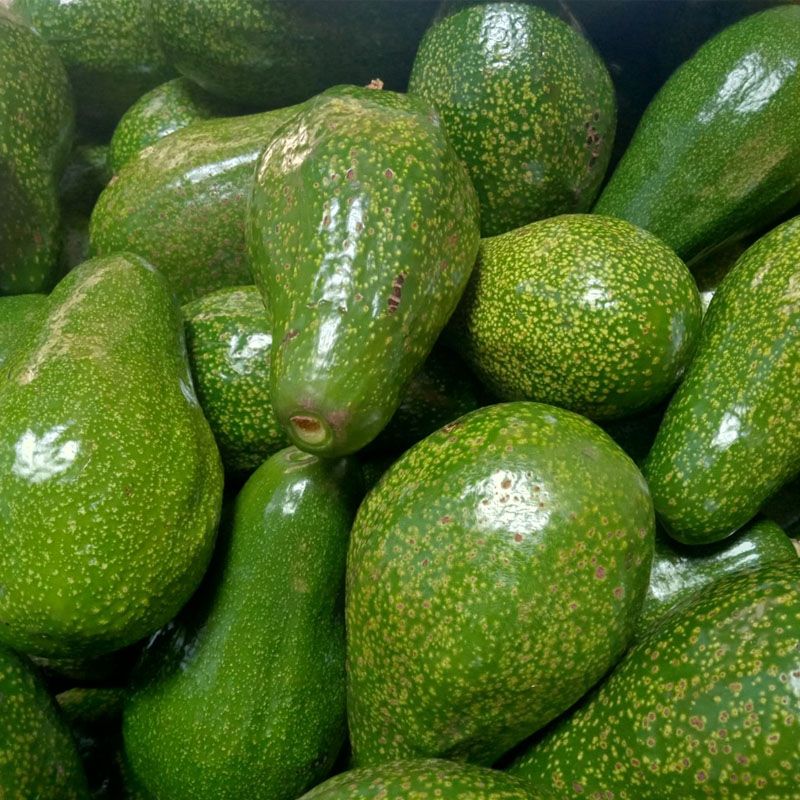 Bơ Sáp Đăk Lăk