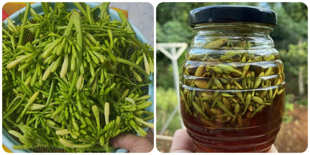 uong hoa du du duc ngam mat ong nongsanxanhnamkar vn